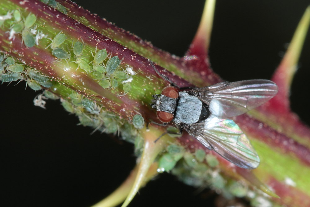 Milichia sp.   .....e qualche considerazione!!